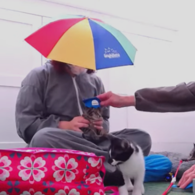 Umbrella dog hat outlet